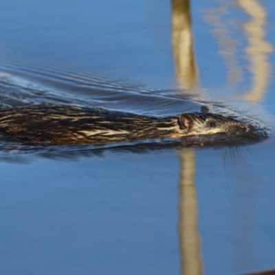 Hydromys chrysogaster (Rakali or Water Rat) at Fyshwick, ACT - 13 Jul 2024 by RodDeb