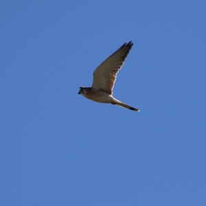 Falco cenchroides at Fyshwick, ACT - 13 Jul 2024 01:23 PM