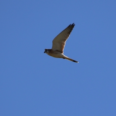 Falco cenchroides (Nankeen Kestrel) at Fyshwick, ACT - 13 Jul 2024 by RodDeb