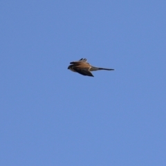 Falco cenchroides at Fyshwick, ACT - 13 Jul 2024