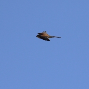 Falco cenchroides at Fyshwick, ACT - 13 Jul 2024 01:23 PM