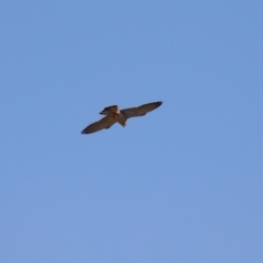 Falco cenchroides at Fyshwick, ACT - 13 Jul 2024