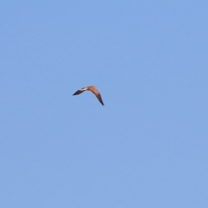 Falco cenchroides at Fyshwick, ACT - 13 Jul 2024