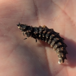 Lycidae sp. (family) at Holder, ACT - 14 Jul 2024