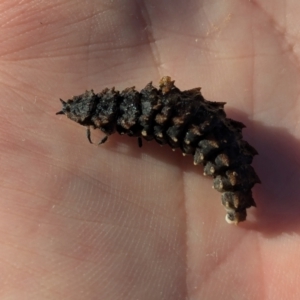 Lycidae sp. (family) at Holder, ACT - 14 Jul 2024