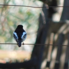 Petroica boodang at Symonston, ACT - 14 Jul 2024 10:34 AM