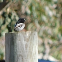 Petroica boodang at Symonston, ACT - 14 Jul 2024 10:34 AM