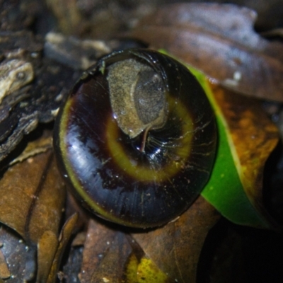 Thersites mitchellae (Mitchell's rainforest snail) at Brunswick Heads, NSW - 11 Jul 2024 by macmad