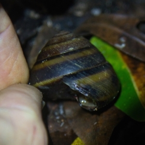 Thersites mitchellae at Brunswick Heads, NSW - suppressed