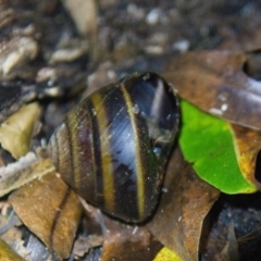 Thersites mitchellae at Brunswick Heads, NSW - suppressed