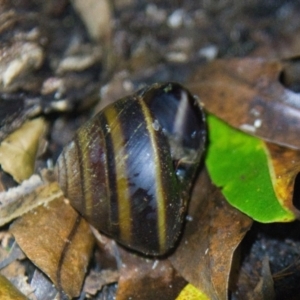 Thersites mitchellae at Brunswick Heads, NSW - suppressed