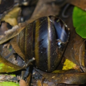 Thersites mitchellae at Brunswick Heads, NSW - suppressed