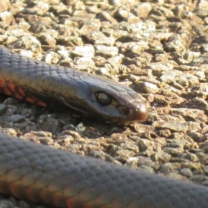 Pseudechis porphyriacus at Paddys River, ACT - 14 Jul 2024