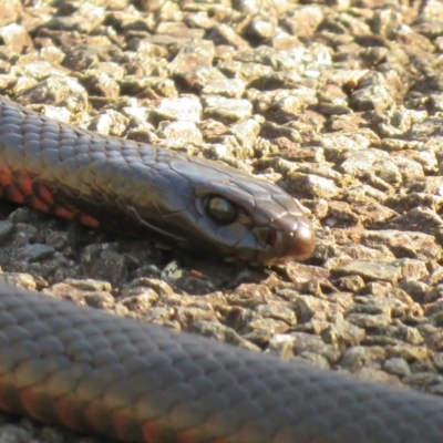 Pseudechis porphyriacus (Red-bellied Black Snake) at Paddys River, ACT - 13 Jul 2024 by KumikoCallaway