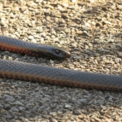 Pseudechis porphyriacus at Paddys River, ACT - 14 Jul 2024