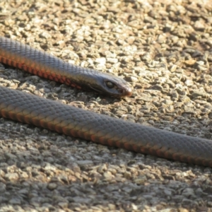 Pseudechis porphyriacus at Paddys River, ACT - 14 Jul 2024