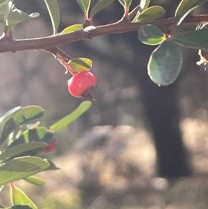 Pyracantha fortuneana at Ainslie, ACT - 14 Jul 2024