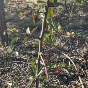 Pyracantha fortuneana at Ainslie, ACT - 14 Jul 2024 03:10 PM