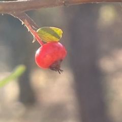 Pyracantha fortuneana at Ainslie, ACT - 14 Jul 2024