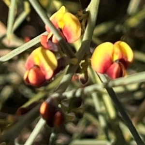 Daviesia genistifolia at Ainslie, ACT - 14 Jul 2024