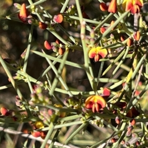 Daviesia genistifolia at Ainslie, ACT - 14 Jul 2024