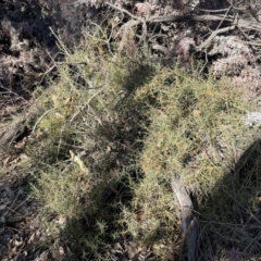 Daviesia genistifolia at Ainslie, ACT - 14 Jul 2024 03:15 PM