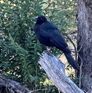 Corcorax melanorhamphos at Ainslie, ACT - 14 Jul 2024