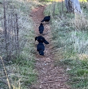 Corcorax melanorhamphos at Ainslie, ACT - 14 Jul 2024