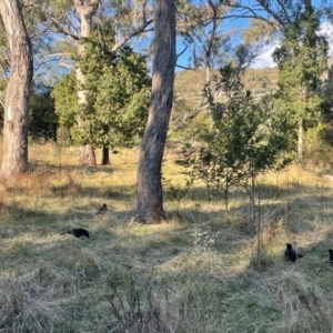 Corcorax melanorhamphos at Ainslie, ACT - 14 Jul 2024