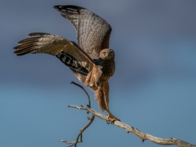 Circus assimilis (Spotted Harrier) at Braidwood, NSW - 14 Jul 2024 by trevsci