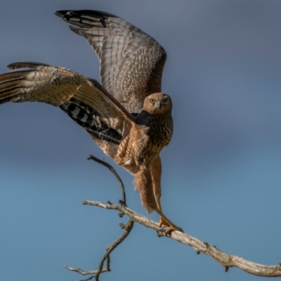 Circus assimilis (Spotted Harrier) at Braidwood, NSW - 14 Jul 2024 by trevsci