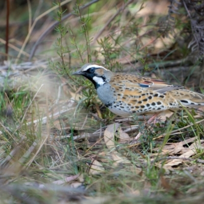 Cinclosoma punctatum (Spotted Quail-thrush) at Durran Durra, NSW - 14 Jul 2024 by trevsci