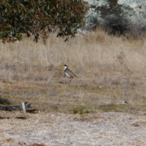 Vanellus miles at Mount Clear, ACT - 14 Jul 2024 10:10 AM