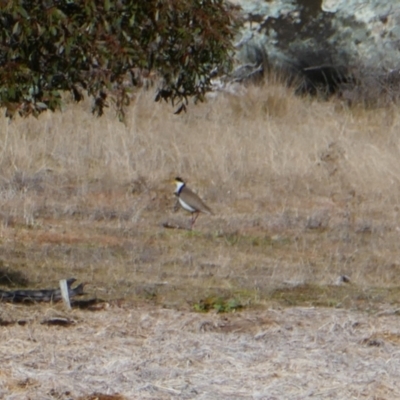 Vanellus miles (Masked Lapwing) at Mount Clear, ACT - 14 Jul 2024 by MB