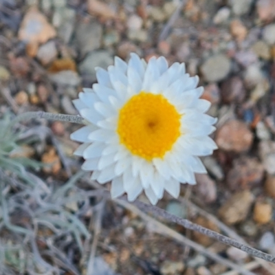 Leucochrysum albicans subsp. tricolor (Hoary Sunray) at Isaacs, ACT - 14 Jul 2024 by Mike