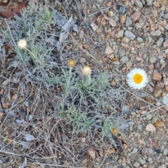 Leucochrysum albicans subsp. tricolor at Isaacs, ACT - 14 Jul 2024