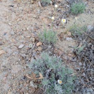 Leucochrysum albicans subsp. tricolor at Isaacs, ACT - 14 Jul 2024 04:28 PM