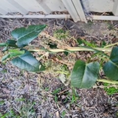 Araujia sericifera (Moth Plant) at Farrer, ACT - 14 Jul 2024 by Mike