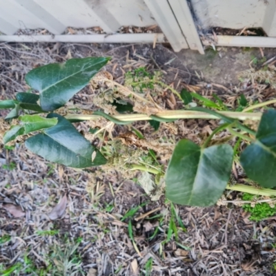 Araujia sericifera (Moth Plant) at Farrer, ACT - 14 Jul 2024 by Mike