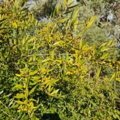 Olea europaea subsp. cuspidata (African Olive) at Farrer, ACT - 14 Jul 2024 by Mike