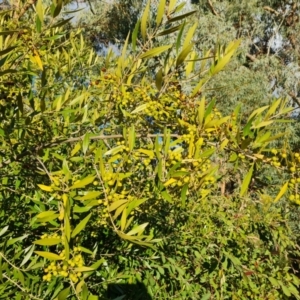 Olea europaea subsp. cuspidata at Farrer, ACT - 14 Jul 2024