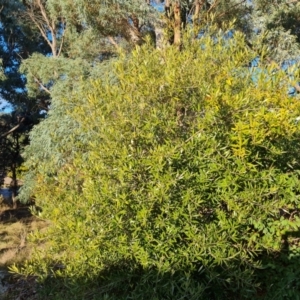 Olea europaea subsp. cuspidata at Farrer, ACT - 14 Jul 2024