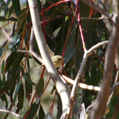 Acanthiza reguloides (Buff-rumped Thornbill) at Rendezvous Creek, ACT - 14 Jul 2024 by MB
