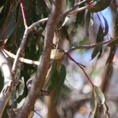 Acanthiza reguloides at Rendezvous Creek, ACT - 14 Jul 2024