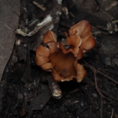 Podoscypha petalodes at Mystery Bay, NSW - 14 Jul 2024 by Bushrevival