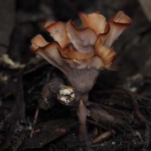 Podoscypha petalodes at Mystery Bay, NSW - 14 Jul 2024 10:43 AM