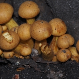 Gymnopilus sp. at Mystery Bay, NSW - 14 Jul 2024