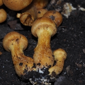 Gymnopilus sp. at Mystery Bay, NSW - 14 Jul 2024