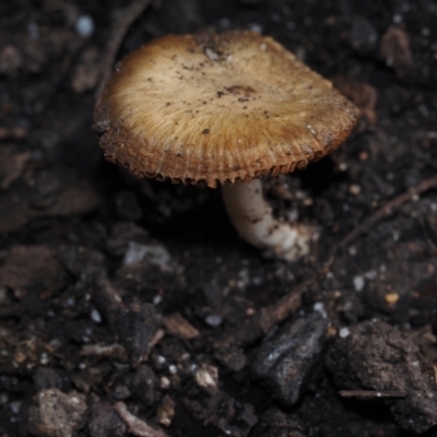 zz agaric (stem; gills white/cream) at Mystery Bay, NSW - 14 Jul 2024 by Bushrevival