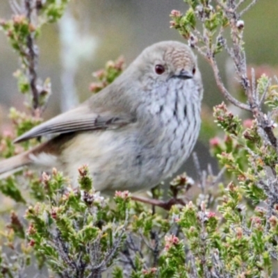 Acanthiza pusilla (Brown Thornbill) at Beechworth, VIC - 14 Jul 2024 by PaulF